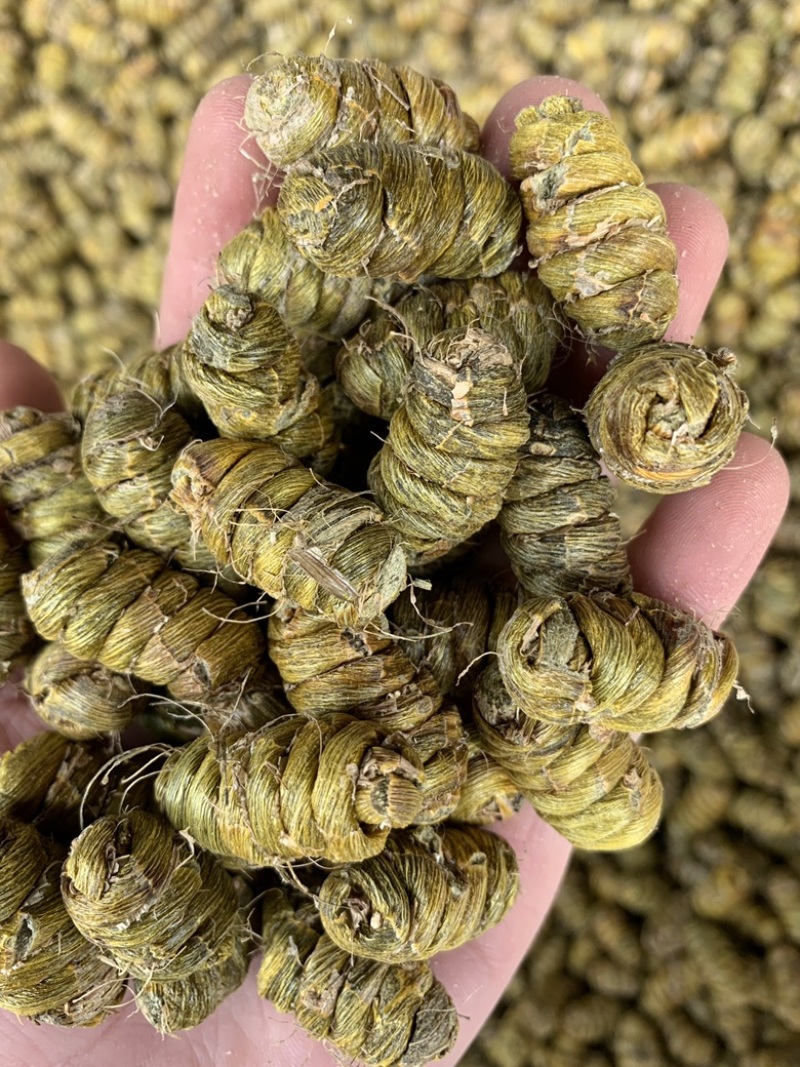 特级精品铁皮石斛枫斗大颗粒，全化渣