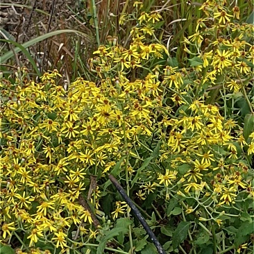 纯野生，千里光