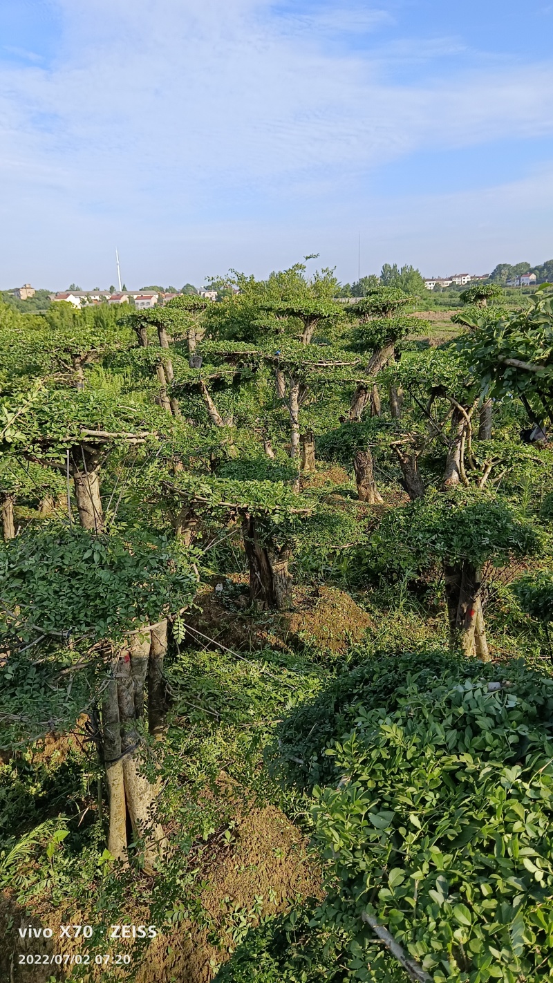 对节白蜡树，因退林还耕便宜处理，各种规格都有，，