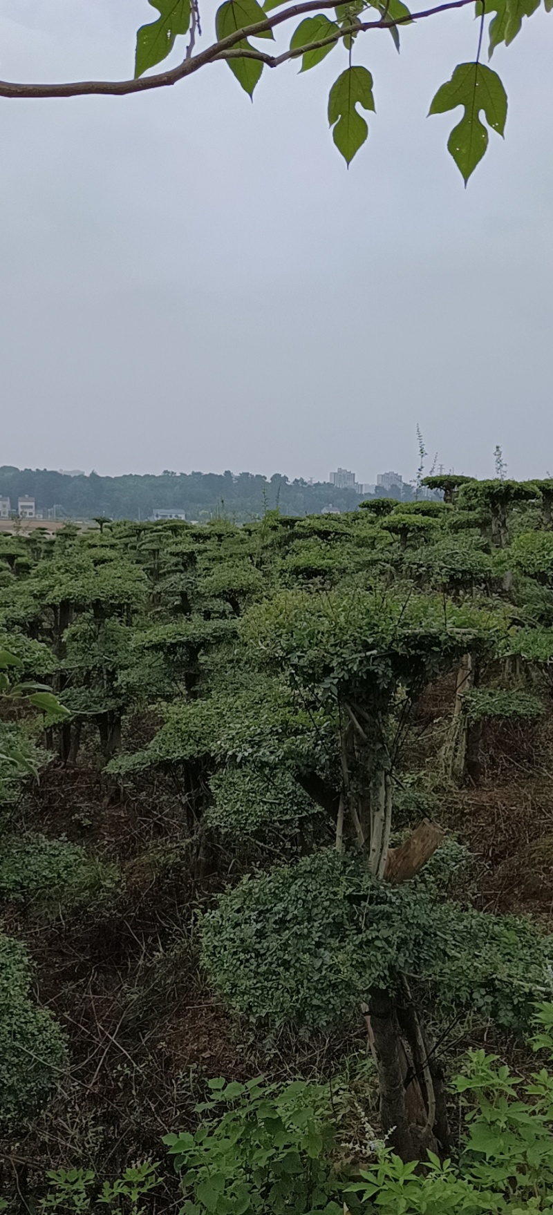 对节白蜡树，因退林还耕便宜处理，各种规格都有，，