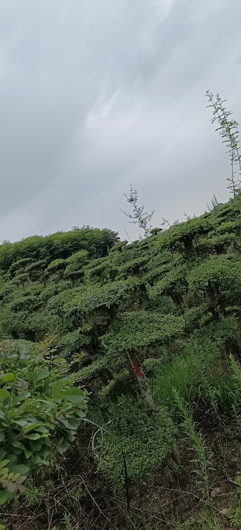 对节白蜡树，因退林还耕便宜处理，各种规格都有，，