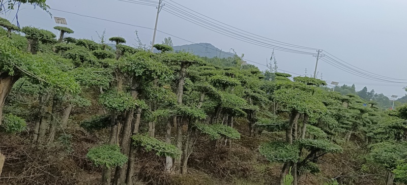 对节白蜡树，因退林还耕便宜处理，各种规格都有，，