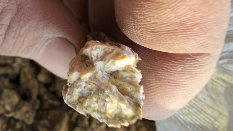 大量供应东北地区朱砂点苍术干货货源稳定量大价优欢迎致电