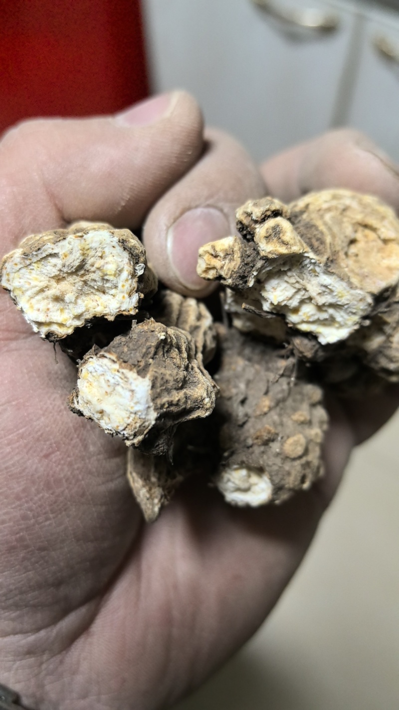 大量供应东北地区朱砂点苍术干货货源稳定量大价优欢迎致电