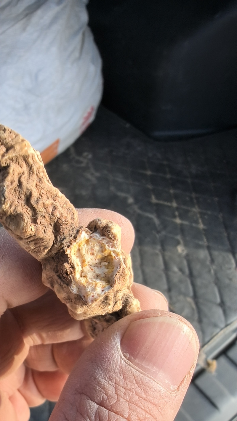 大量供应东北地区朱砂点苍术干货货源稳定量大价优欢迎致电
