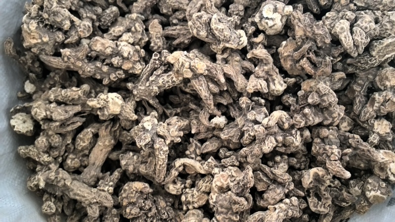 大量供应东北地区朱砂点苍术干货货源稳定量大价优欢迎致电