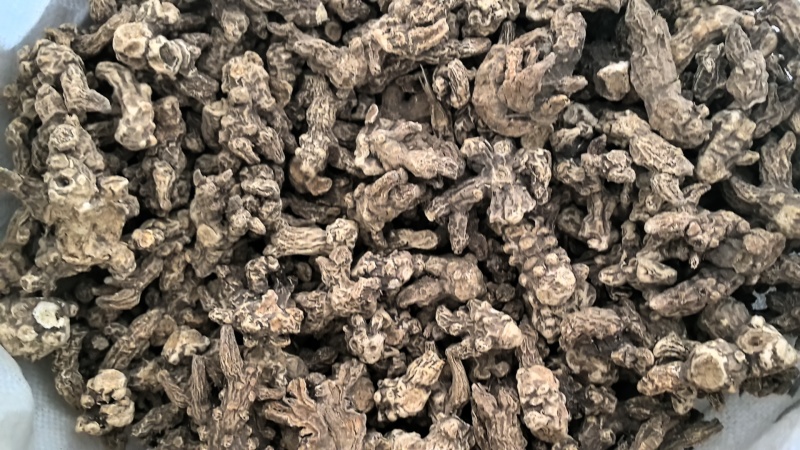 大量供应东北地区朱砂点苍术干货货源稳定量大价优欢迎致电