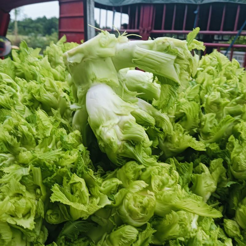 新鲜的儿菜上市各位老板抓紧订货