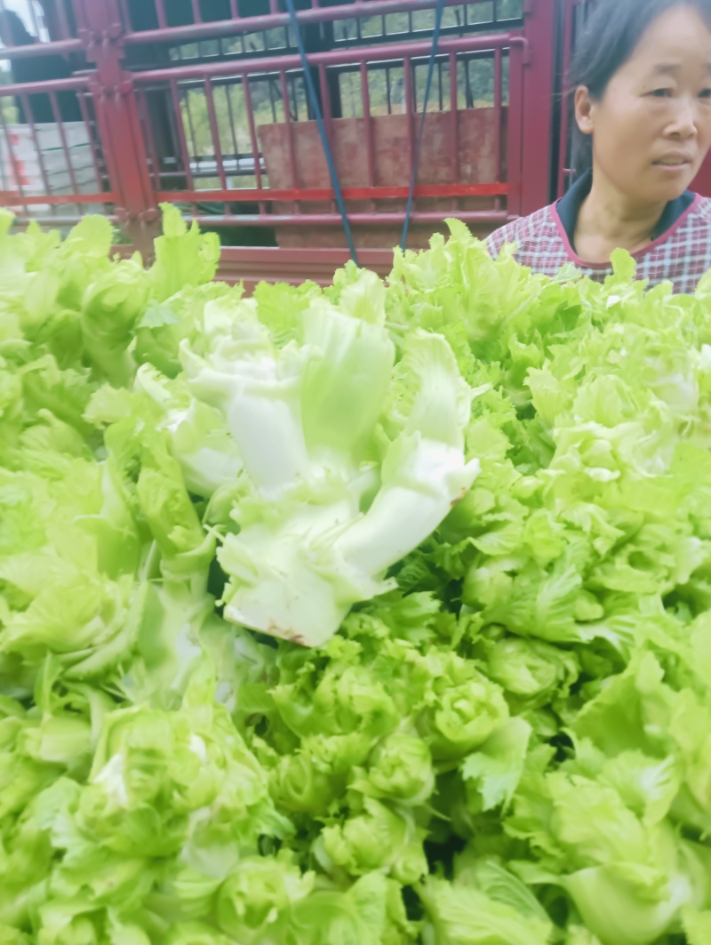 新鲜的儿菜上市各位老板抓紧订货