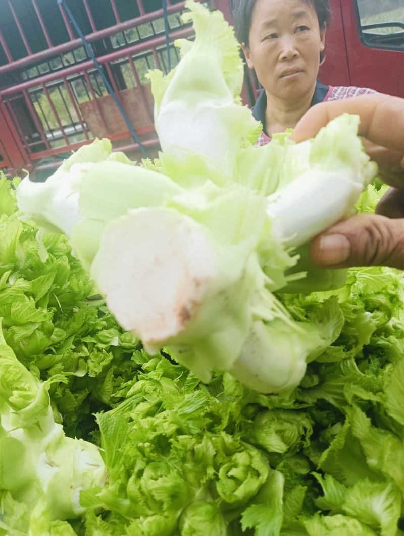 新鲜的儿菜上市各位老板抓紧订货
