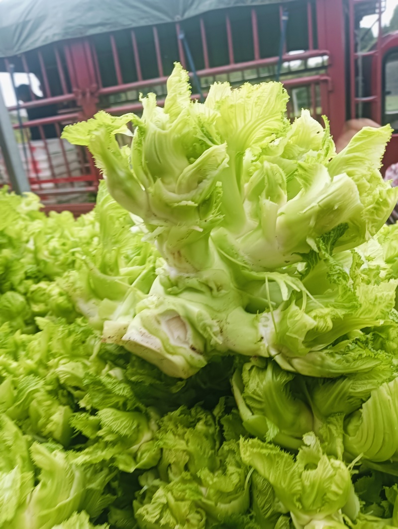 新鲜的儿菜上市各位老板抓紧订货