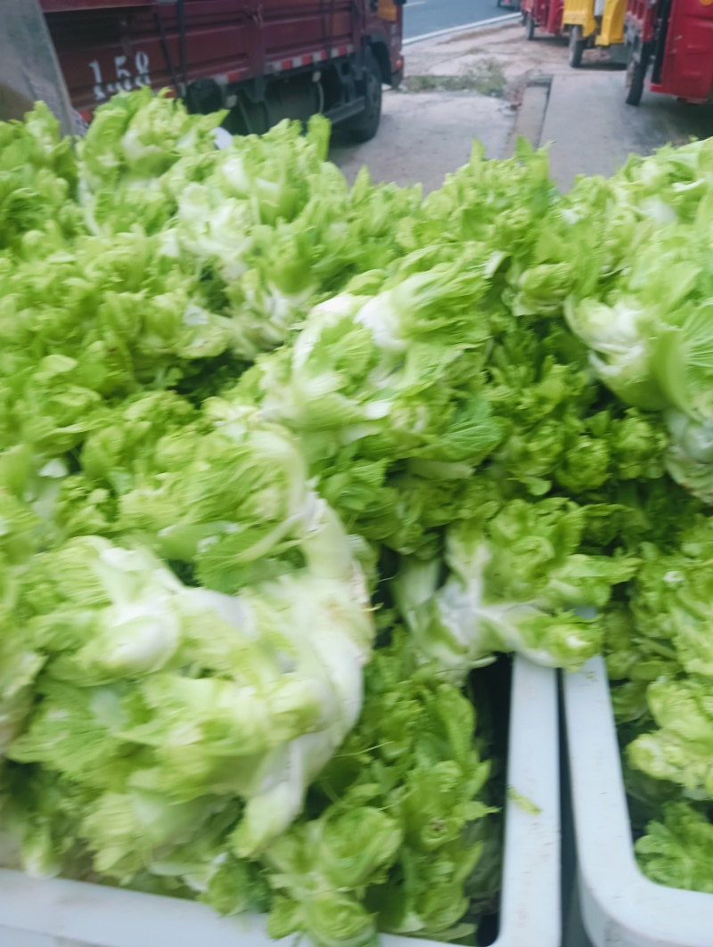 新鲜的儿菜上市各位老板抓紧订货