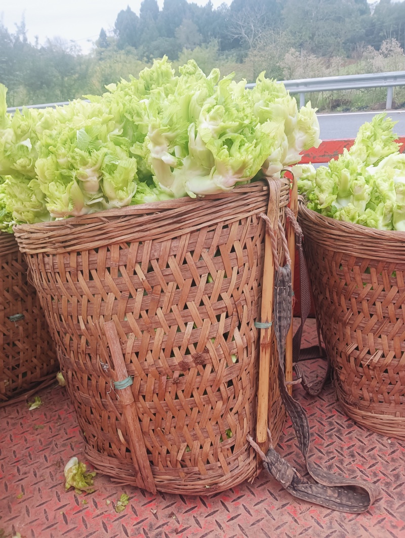 新鲜的儿菜上市各位老板抓紧订货