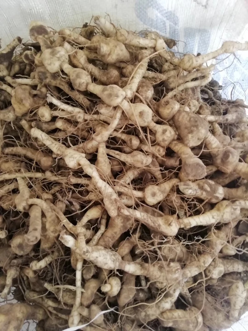 黄精一一一野生多花鸡头黄精零售批发可作种可煮汤营养你我他