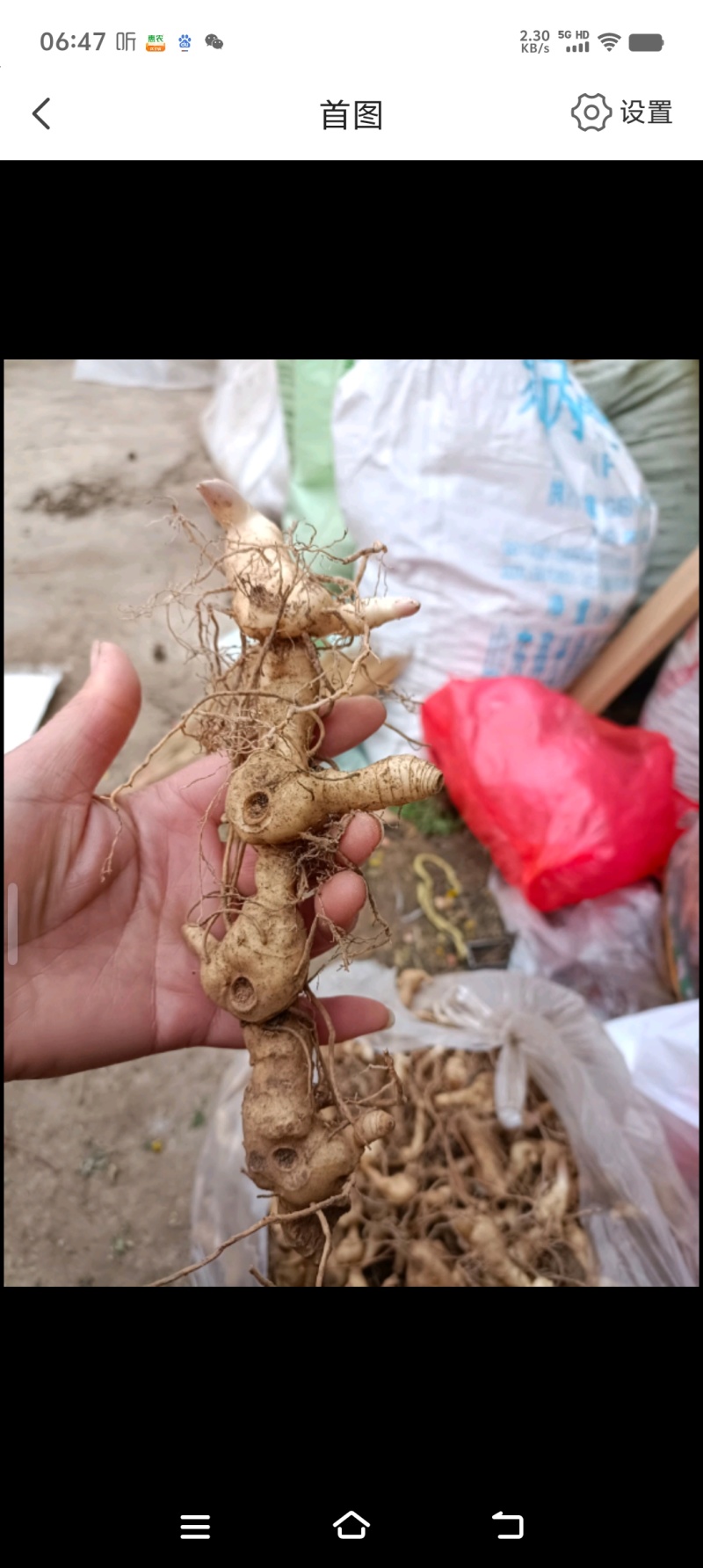 黄精一一一野生多花鸡头黄精零售批发可作种可煮汤营养你我他