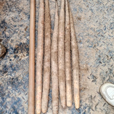 精品双棒山药紫药口感粉面香甜条形好货源充足全国代发