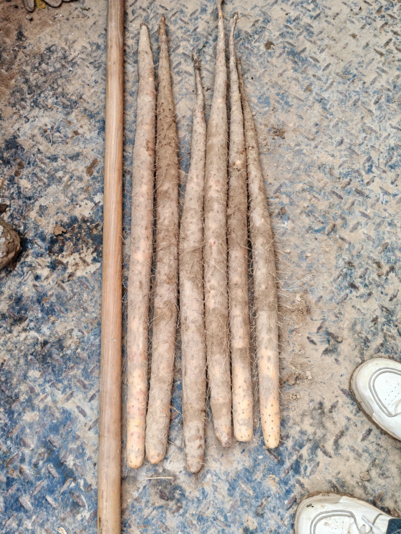 精品双棒山药紫药口感粉面香甜条形好货源充足全国代发