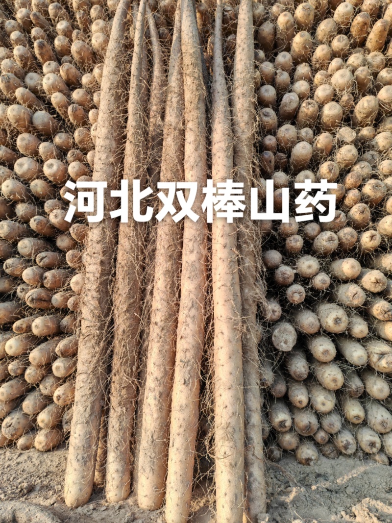 精品双棒山药紫药口感粉面香甜条形好货源充足全国代发