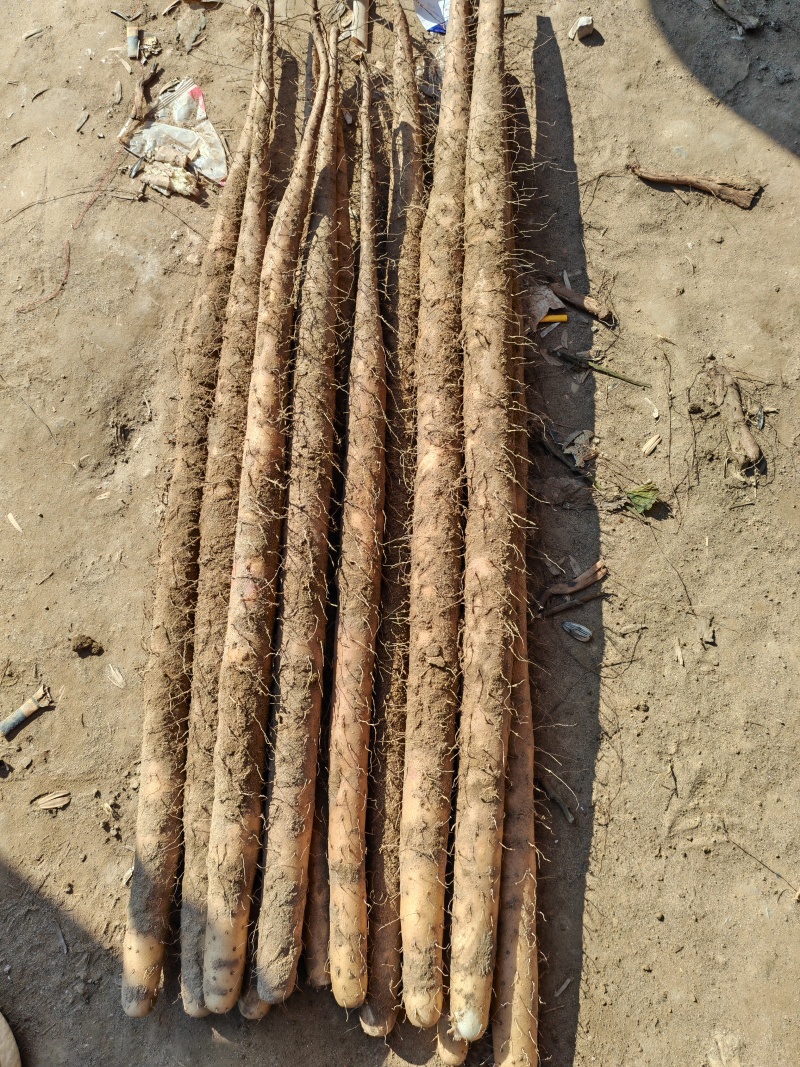 精品双棒山药紫药口感粉面香甜条形好货源充足全国代发