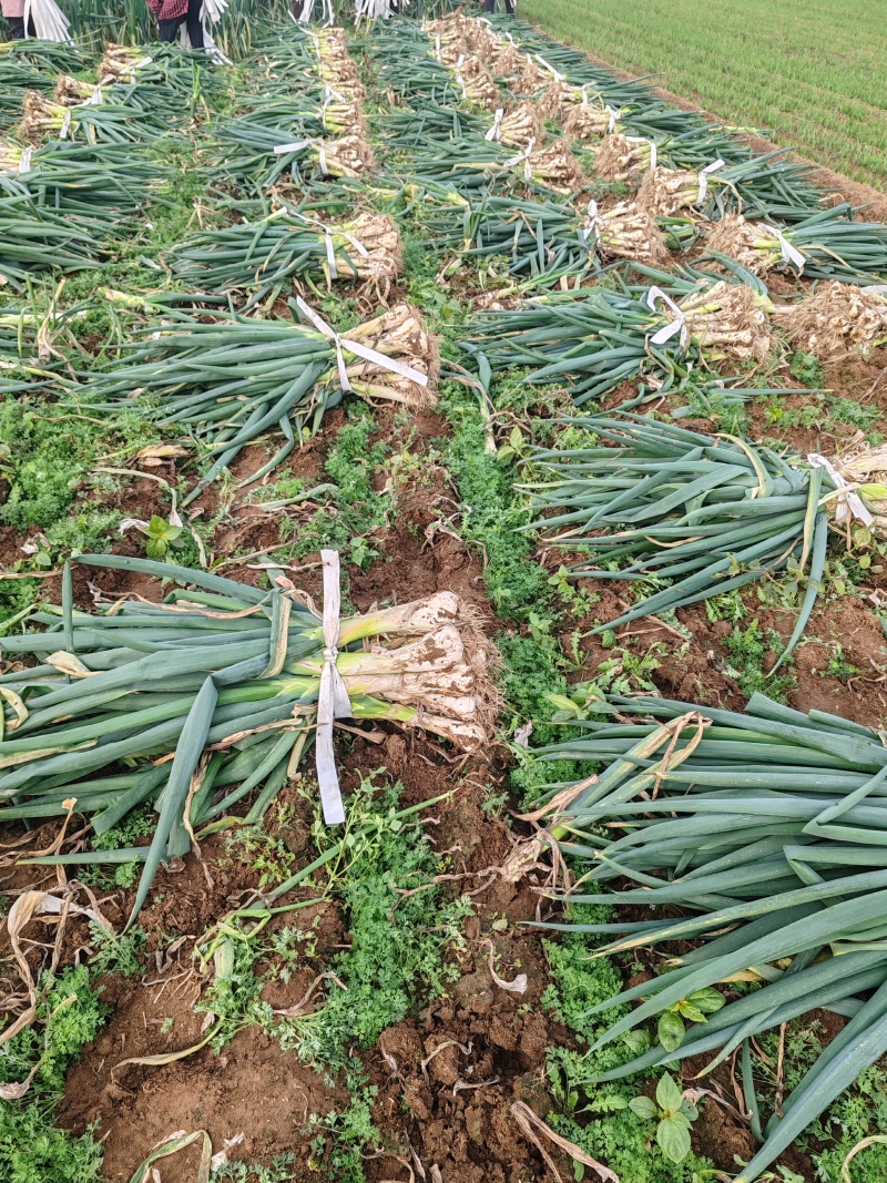 鸡腿大葱