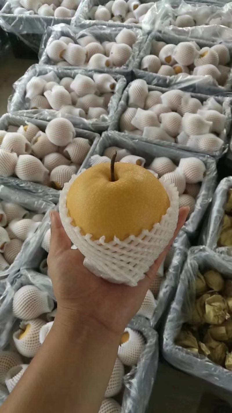 秋月梨