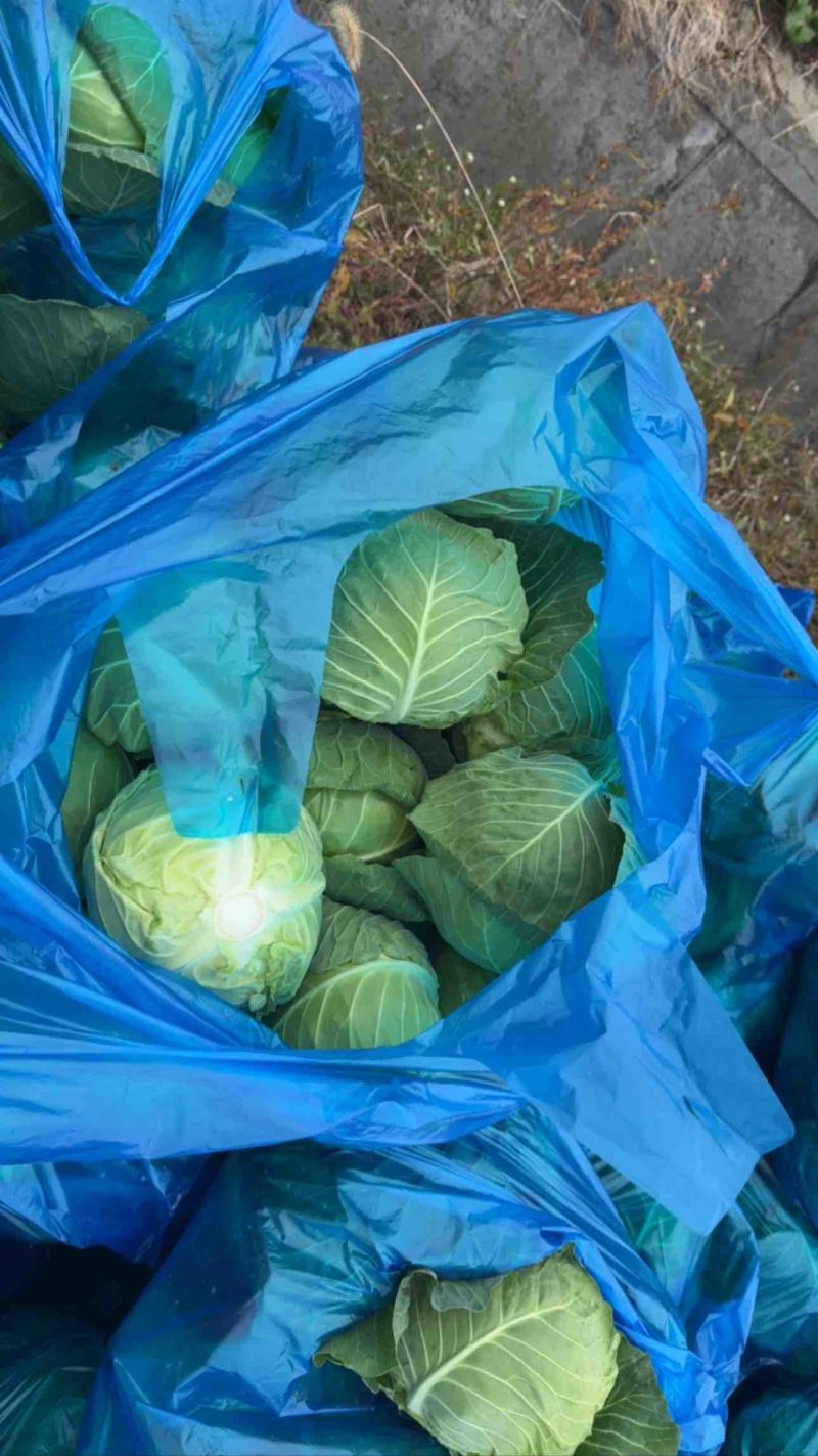 精品绿甘蓝新货上市（散装+袋装）产地直销货源充足