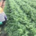 帝王细水果胡萝卜常年有货