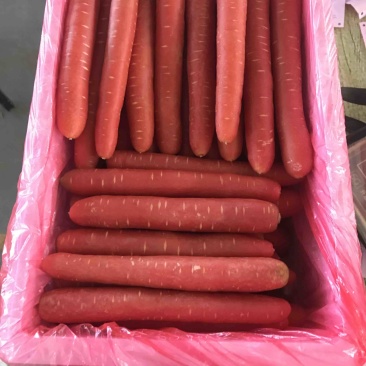 红色水果胡萝卜