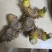 优质野生滇黄精，全国发货，量大从优，可视频看货