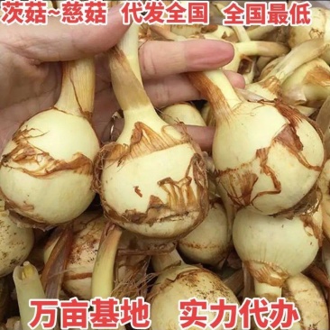 盐城纯白《大茨菇》慈菇代办欢迎全国客商来产地批发订购！