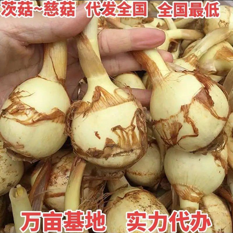 盐城纯白《大茨菇》慈菇代办欢迎全国客商来产地批发订购！