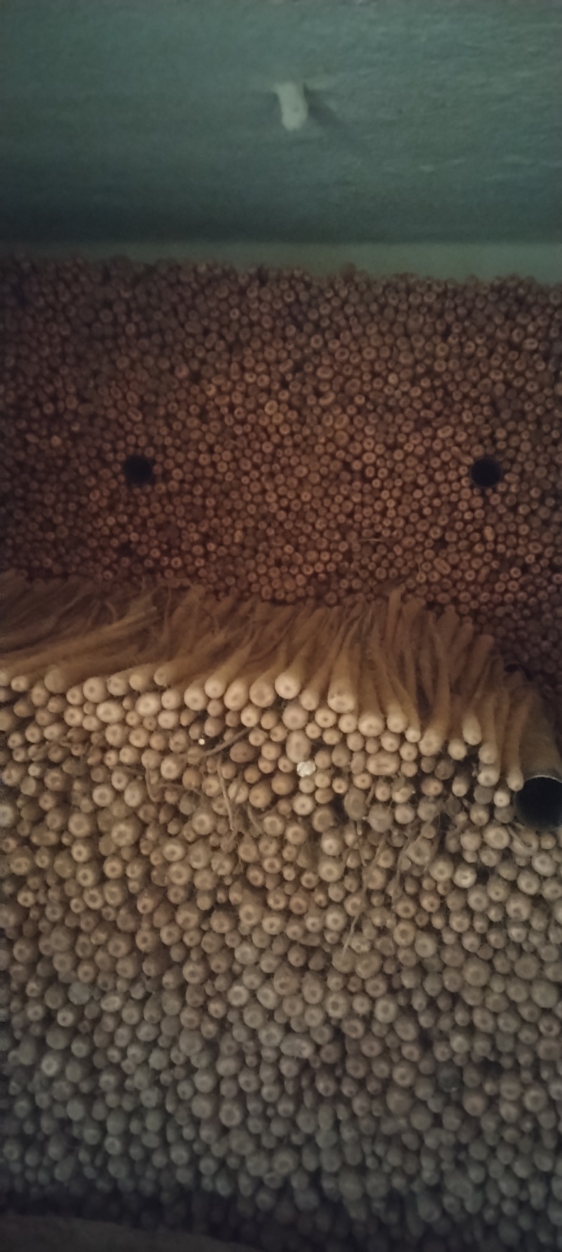 榆林紫药便宜处理几万斤