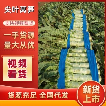 实力红叶香莴苣发货清新爽口产地直发一手货源欢迎咨询