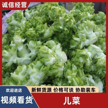 精品万亩基地儿莱娃娃头一手货源，保质保量，诚信合作。
