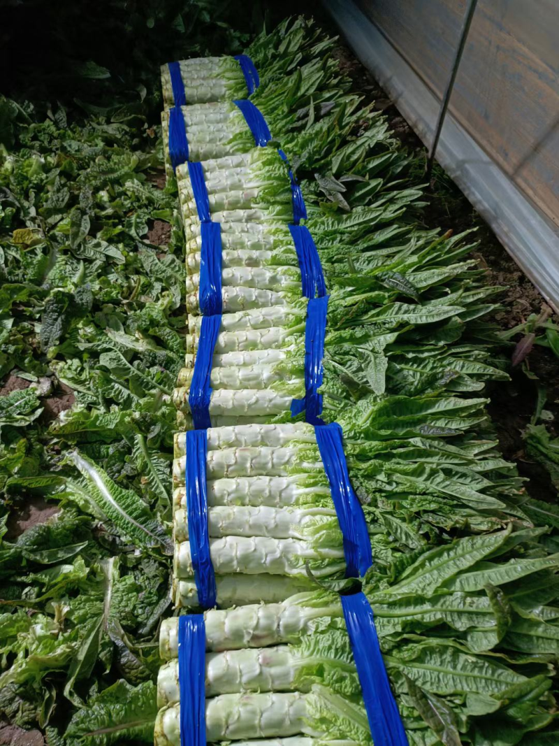 莴苣，红叶莴苣安徽红尖叶莴苣红莴笋代收代发全国市场