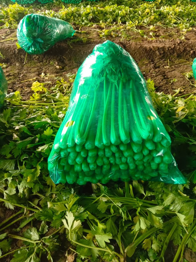 产地芹菜大量上市