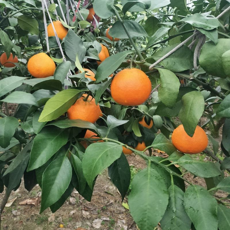 舌尖鲜果