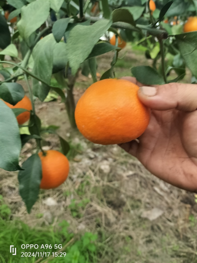 舌尖鲜果