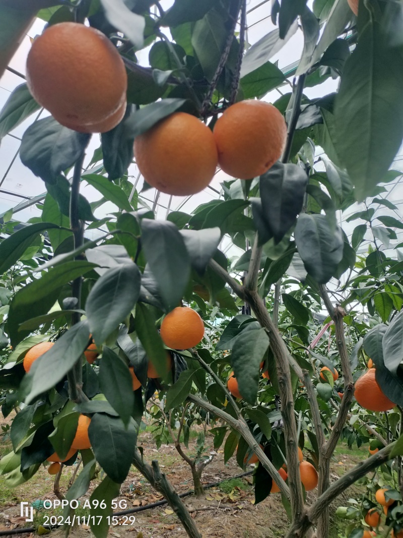 舌尖鲜果