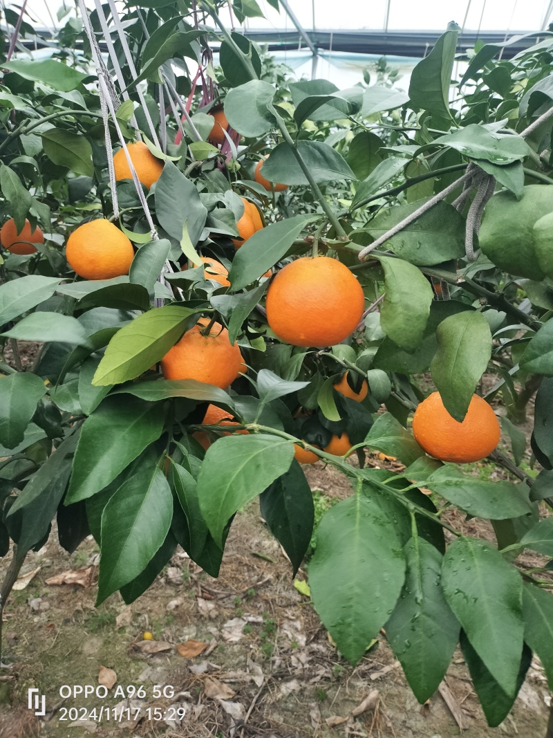 舌尖鲜果