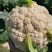 安徽菜花实花松花菜白面青梗散花货源稳定一手货源