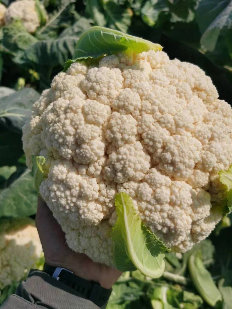 安徽菜花实花松花菜白面青梗散花货源稳定一手货源