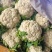 安徽菜花实花松花菜白面青梗散花货源稳定一手货源