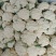 安徽菜花实花松花菜白面青梗散花货源稳定一手货源