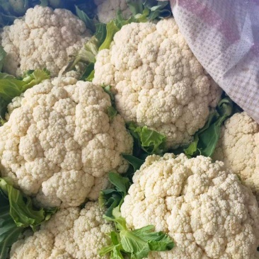安徽菜花实花松花菜白面青梗散花货源稳定一手货源