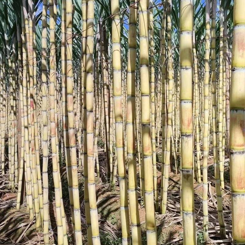 青皮柑桔量大从优平均每天出二十多万斤没问题