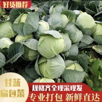 [各种扁包菜][一手货源]，产地直发，个头均匀！