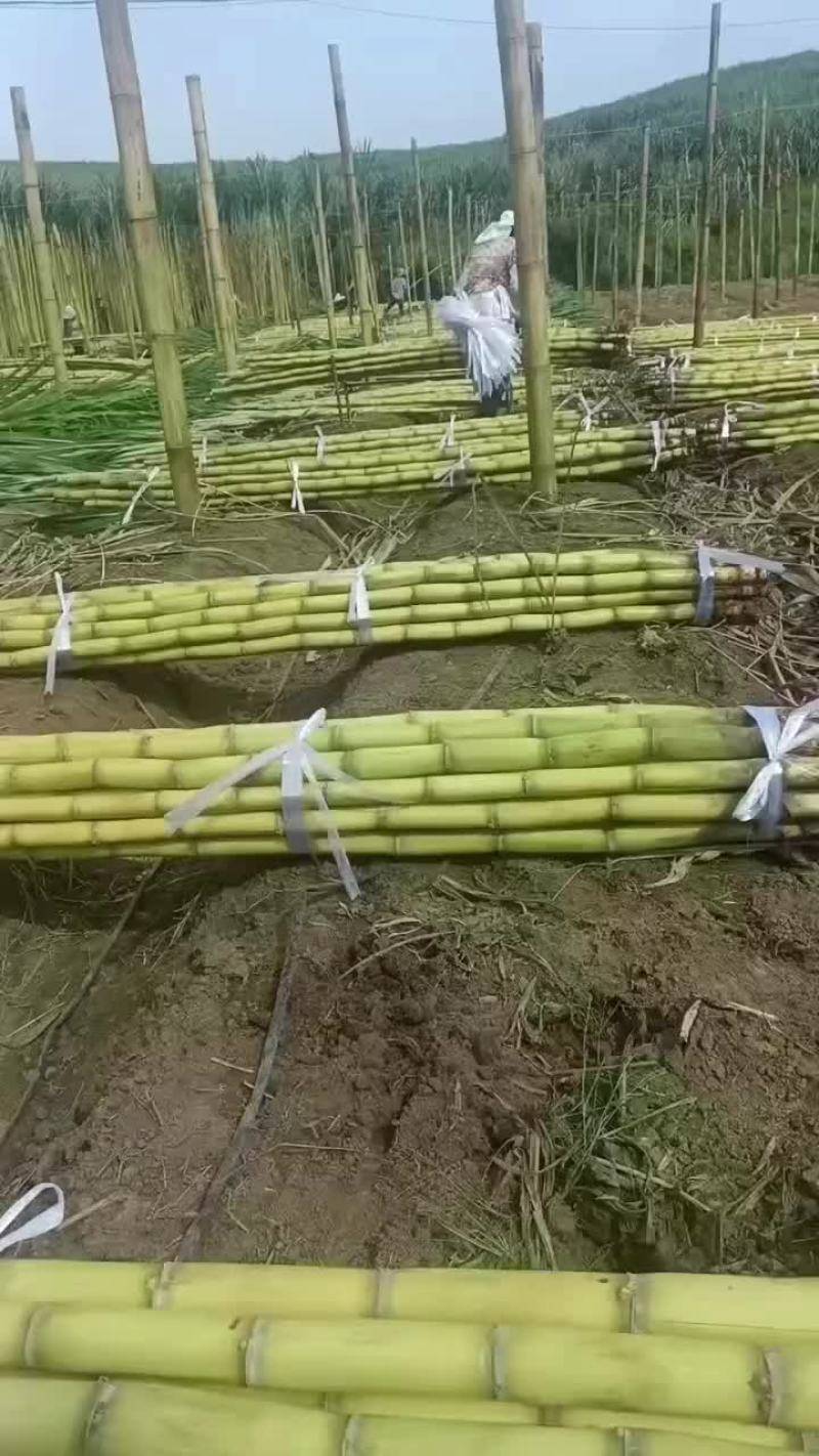 青皮柑桔量大从优平均每天出二十多万斤没问题
