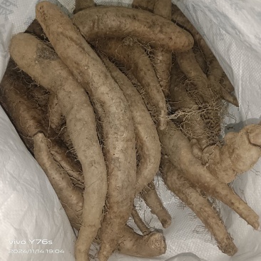 山药，野生的自己挖的