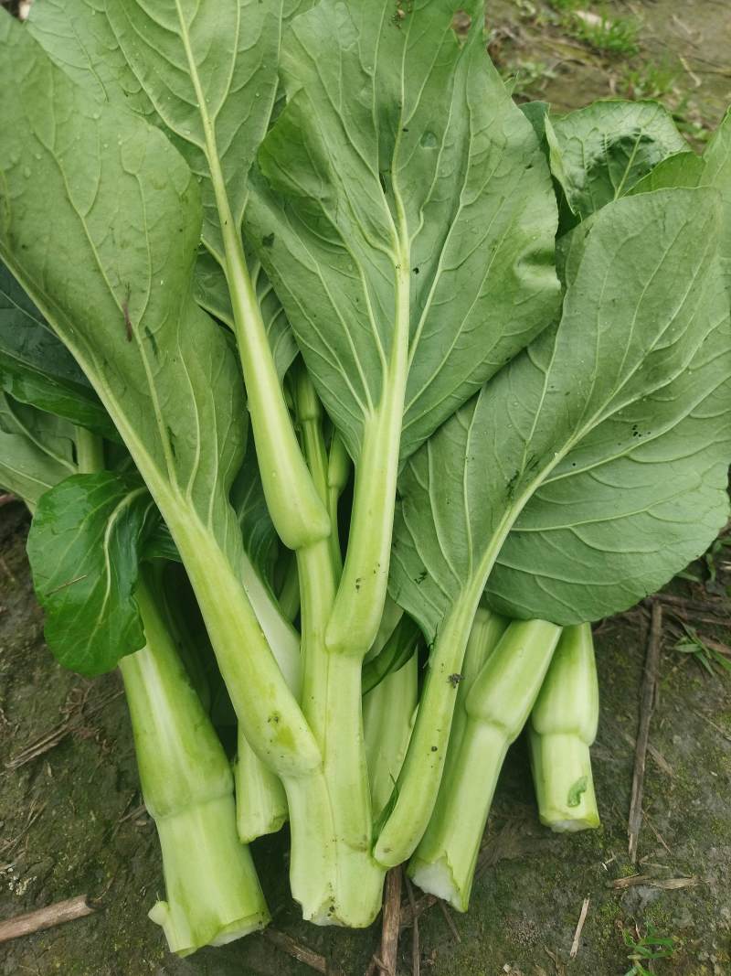 菜苔